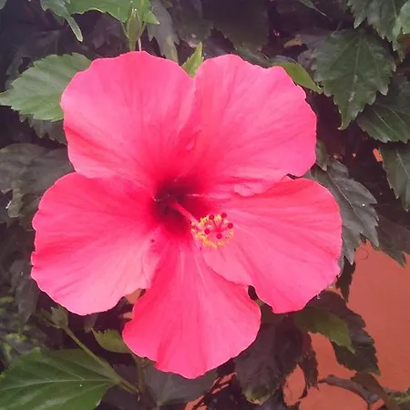 Oasis Royal 科拉雷侯