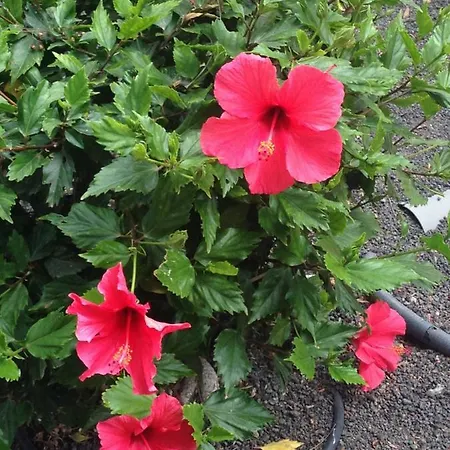 Oasis Royal 科拉雷侯