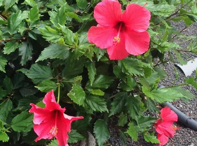 Oasis Royal 코라레호